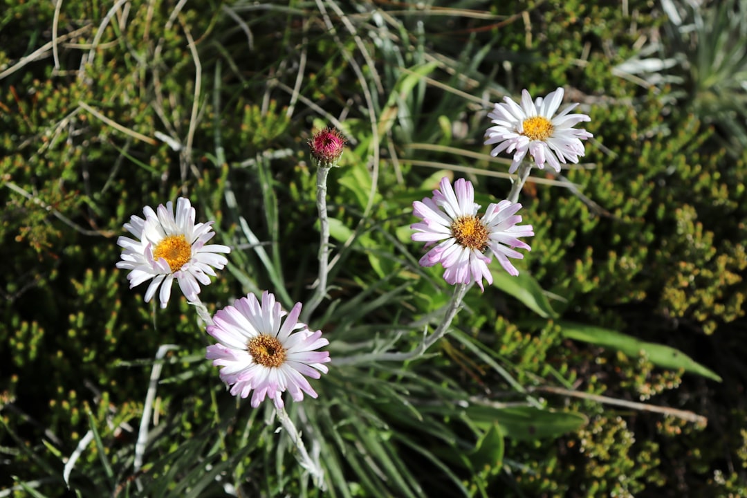 Photo Flower Carpet